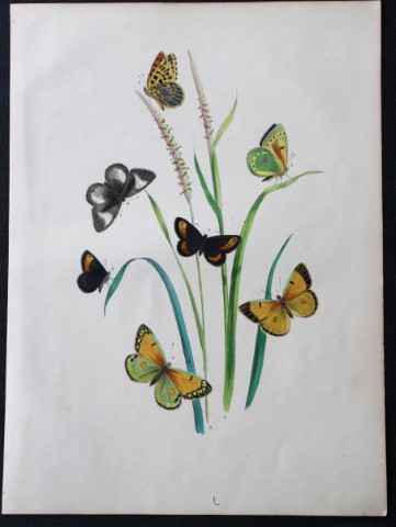 HN Humphreys - Hand coloured lithograph of British butterflies 1855