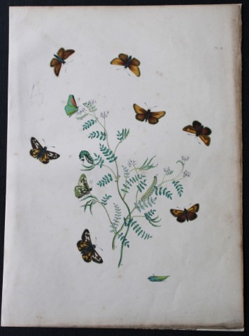 HN Humphreys - Hand coloured lithograph of British butterflies 1855