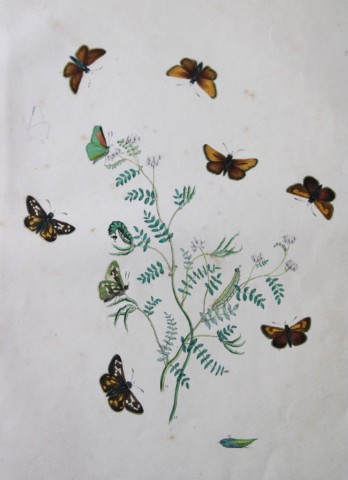 HN Humphreys - Hand coloured lithograph of British butterflies 1855