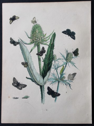 HN Humphreys - Hand coloured lithograph of British butterflies 1855