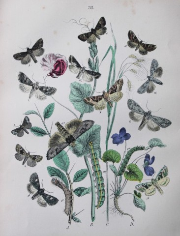 WF Kirby - Hand coloured lithograph from European Butterflies and Moths 1882