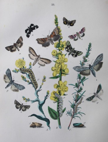 WF Kirby - Hand coloured lithograph from European Butterflies and Moths 1882