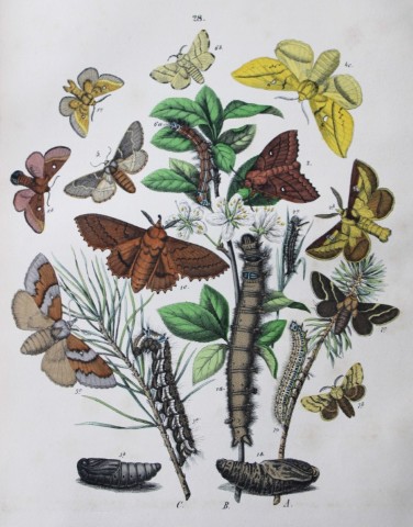 WF Kirby - Hand coloured lithograph from European Butterflies and Moths 1882