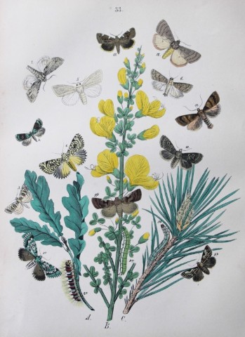WF Kirby - Hand coloured lithograph from European Butterflies and Moths 1882