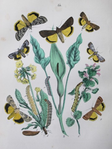 WF Kirby - Hand coloured lithograph from European Butterflies and Moths 1882