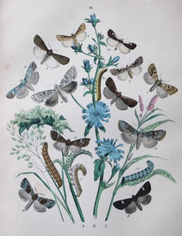 WF Kirby - Hand coloured lithograph from European Butterflies and Moths 1882