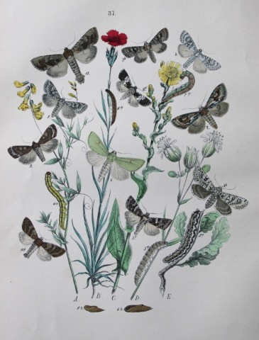 WF Kirby - Hand coloured lithograph from European Butterflies and Moths 1882