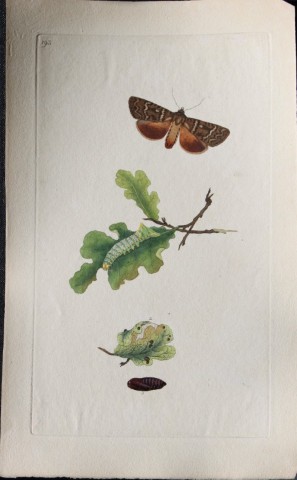 Edward Donovan - Copperplate engraving of Moths 1797