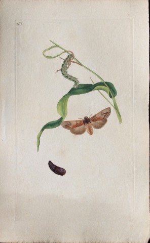 Edward Donovan - Copperplate engraving of Moths 1797
