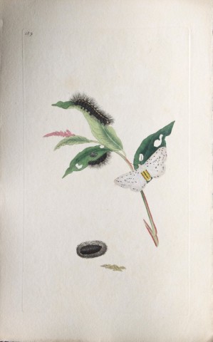 Edward Donovan - Copperplate engraving of Moths 1797