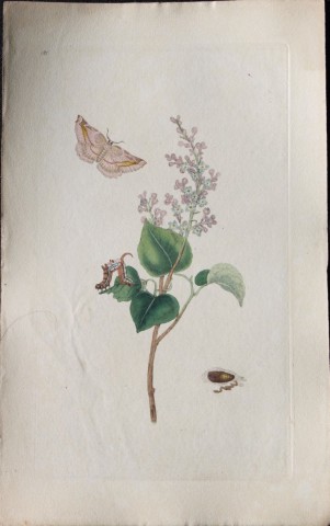 Edward Donovan - Copperplate engraving of Moths 1797