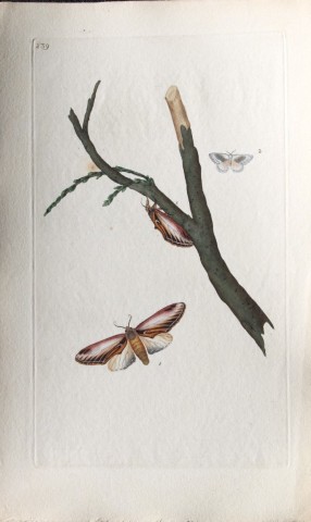 Edward Donovan - Copperplate engraving of Moths 1798
