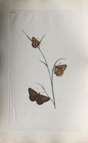 Edward Donovan - Copperplate engraving of Butterflies 1798