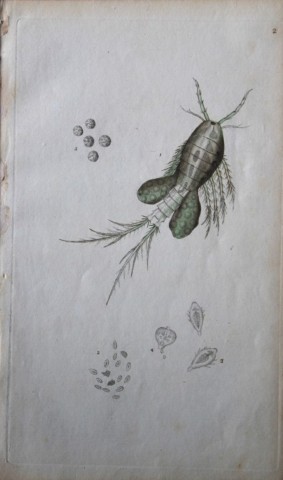 Edward Donovan - Copperplate engraving of Insects 1792