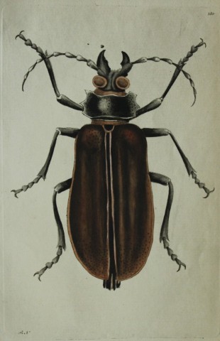 Shaw & Nodder - Great Capricorn Beetle (Cerambyx) 1790