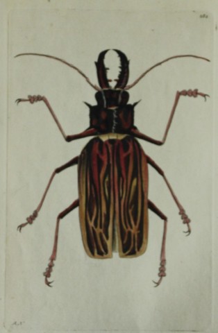 Shaw & Nodder - Stag-horned Beetle (Cerambyx)  1790