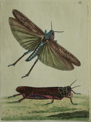 Shaw & Nodder - Migratory or Wandering  Locust 1790