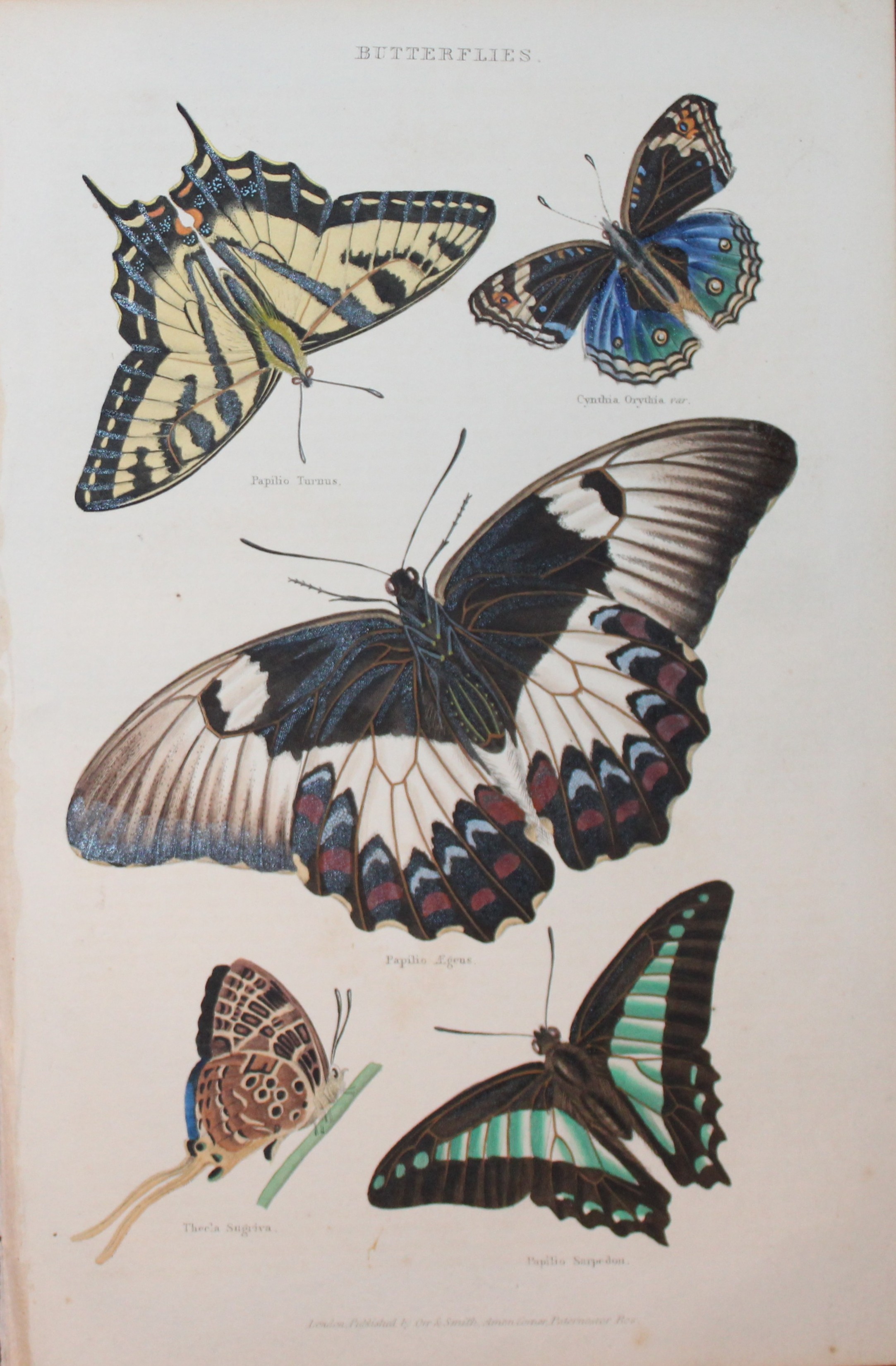 Charles Partington - Hand-coloured engraving of Butterflies 1835
