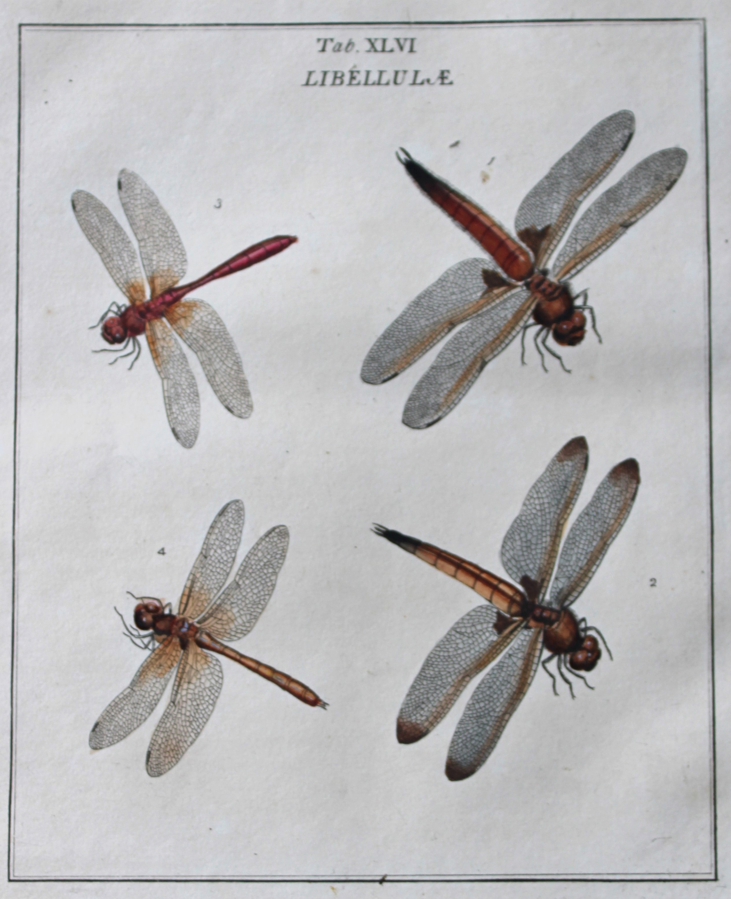 Moses Harris - Rare hand coloured engraving of Dragonflies (Libellulae) 1776