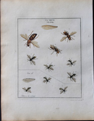 Moses Harris - Rare hand coloured engraving of Wasps (Vespae) 1776