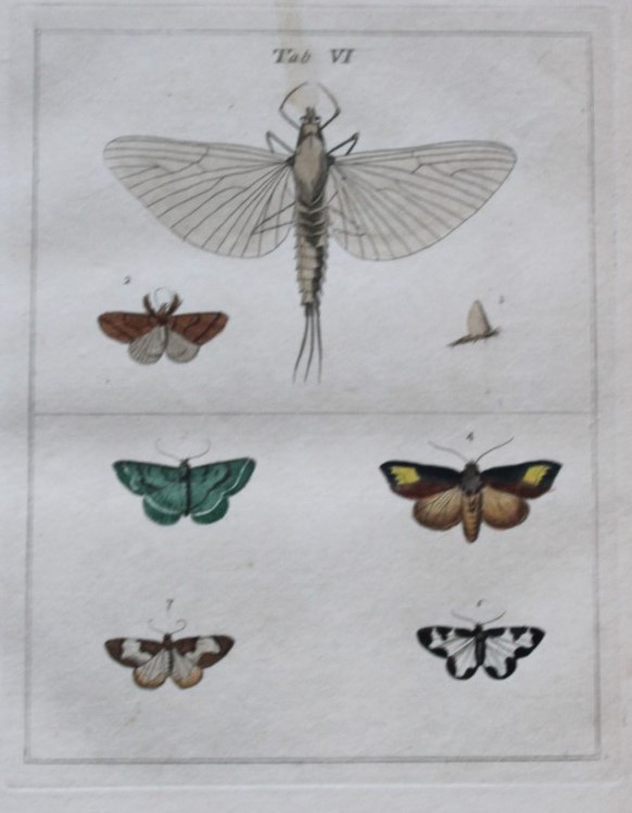 Moses Harris - Rare hand coloured engraving of Moths (Lepidoptera) 1776