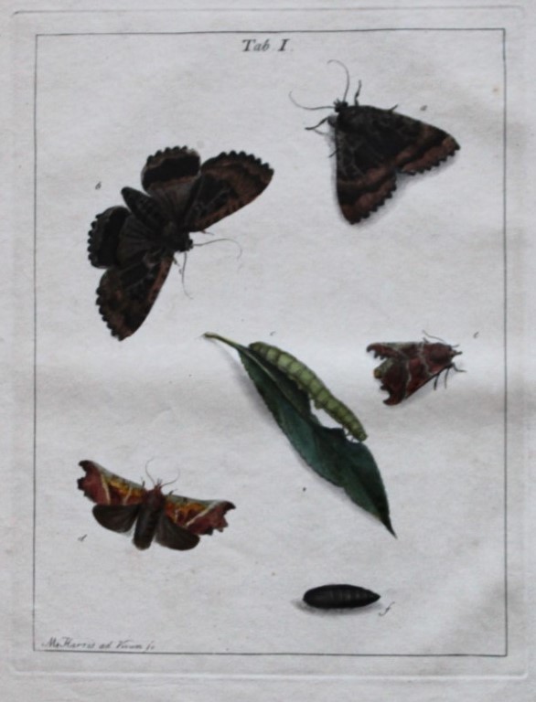 Moses Harris - Rare hand coloured engraving of Moths (Lepidoptera) 1776