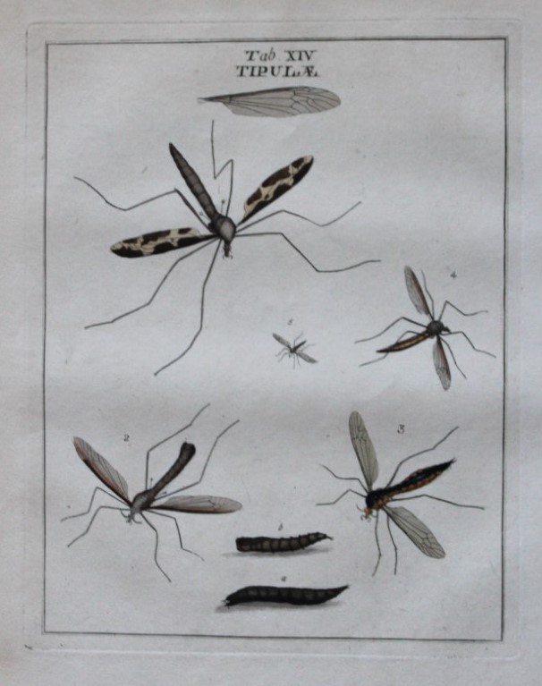 Moses Harris - Rare hand coloured engraving of Crane Flies (Tipulae) 1776