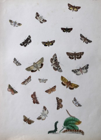 HN Humphreys - Hand coloured lithograph of British-moths 1843