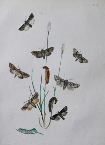 HN Humphreys - Hand coloured lithograph of British-moths 1843