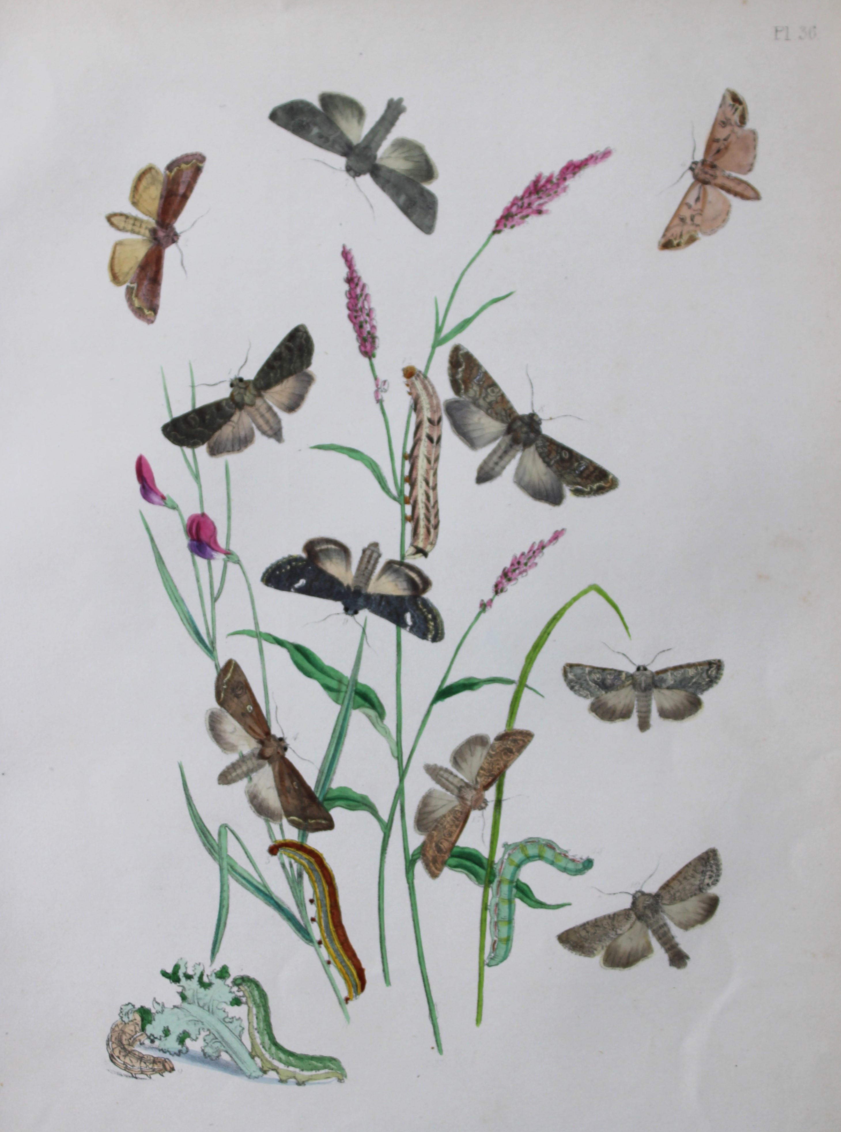 HN Humphreys - Hand coloured lithograph of British-moths 1843