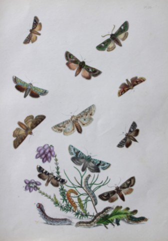 HN Humphreys - Hand coloured lithograph of British-moths 1843