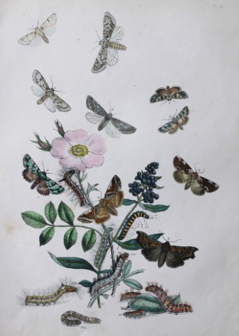 HN Humphreys - Hand coloured lithograph of British-moths 1843