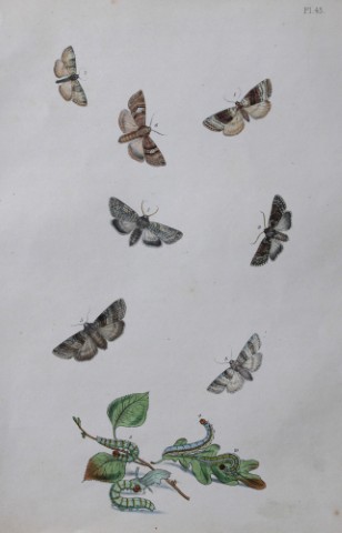 HN Humphreys - Hand coloured lithograph of British-moths 1843