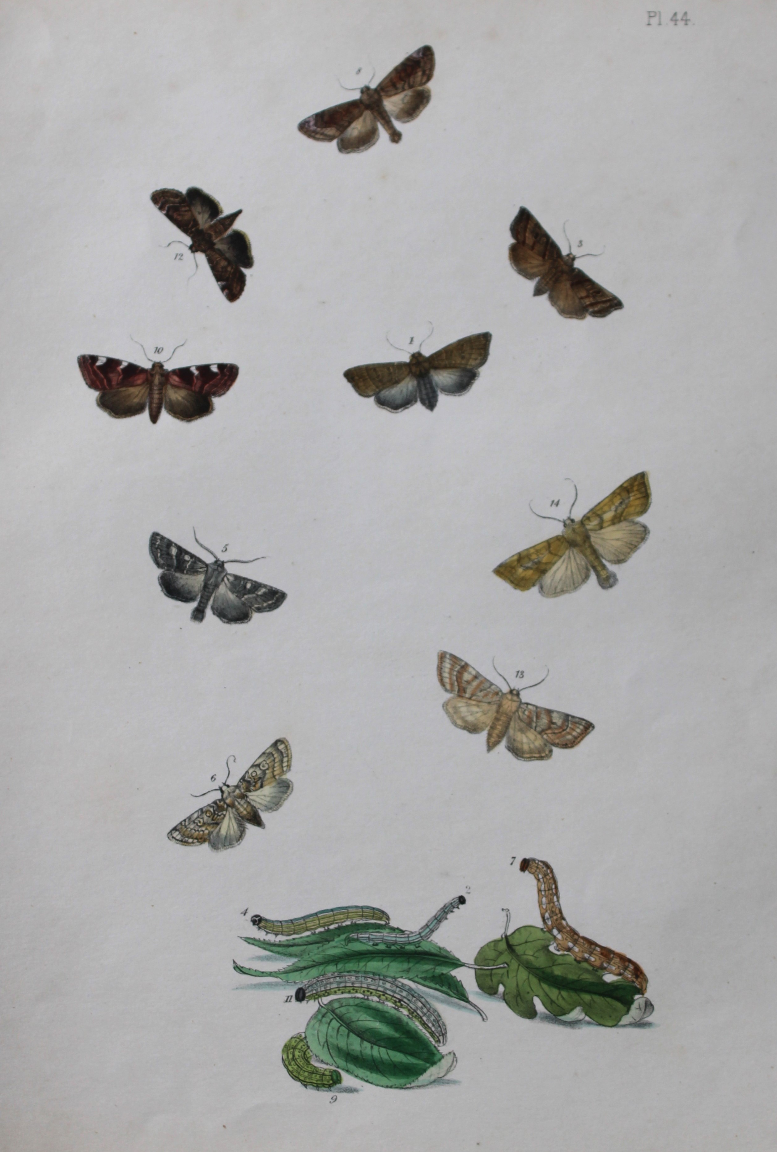 HN Humphreys - Hand coloured lithograph of British-moths 1843