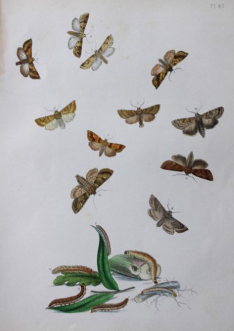 HN Humphreys - Hand coloured lithograph of British-moths 1843