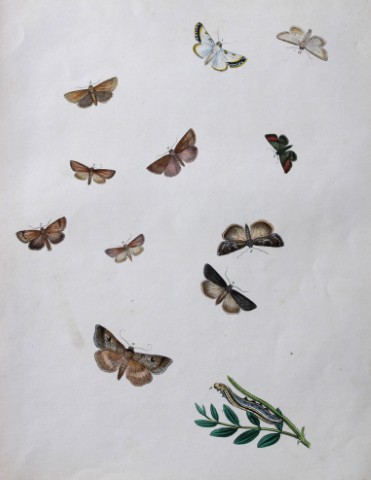 HN Humphreys - Hand coloured lithograph of British-moths 1843