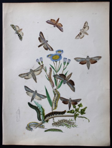 HN Humphreys - Hand coloured lithograph of British-moths 1843