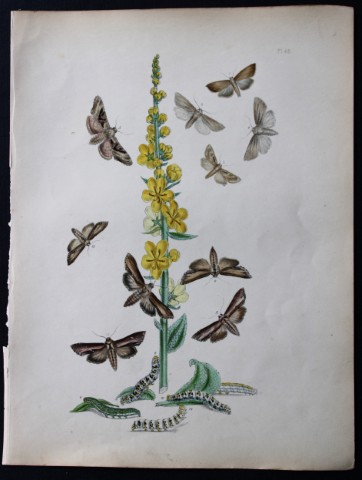 HN Humphreys - Hand coloured lithograph of British-moths 1843