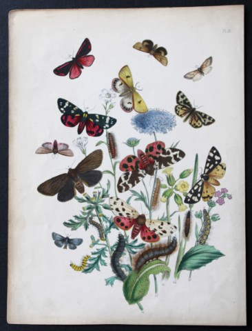 HN Humphreys - Hand coloured lithograph of British-moths 1843