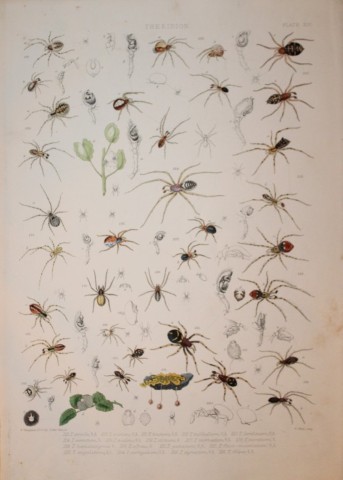 J Blackwall - Hand coloured lithograph of Spiders by Tuffen West 1864