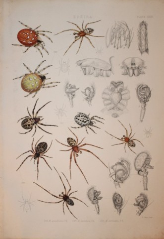J Blackwall - Hand coloured lithograph of Spiders by Tuffen West 1864