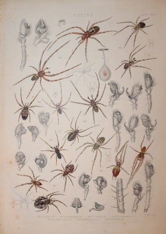 J Blackwall - Hand coloured lithograph of Spiders by Tuffen West 1864