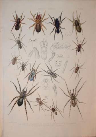 J Blackwall - Hand coloured lithograph of Spiders by Tuffen West 1864