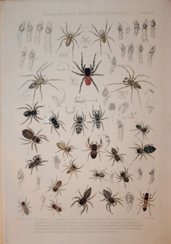 J Blackwall - Hand coloured lithograph of Spiders by Tuffen West 1864