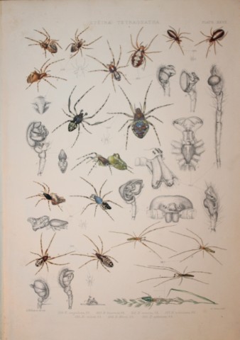 J Blackwall - Hand coloured lithograph of Spiders by Tuffen West 1864