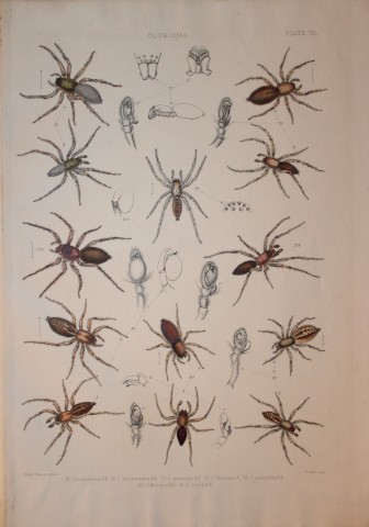 J Blackwall - Hand coloured lithograph of Spiders by Tuffen West 1864