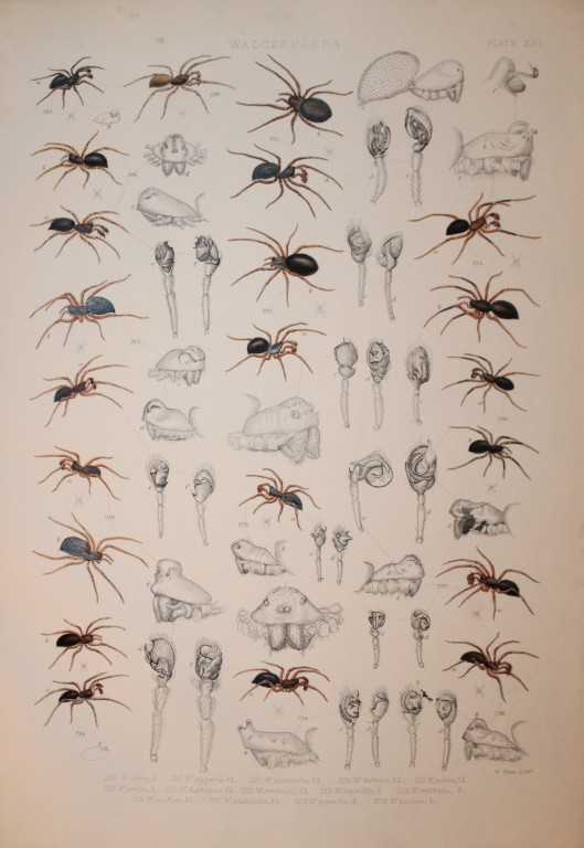 J Blackwall - Hand coloured lithograph of Spiders by Tuffen West 1864