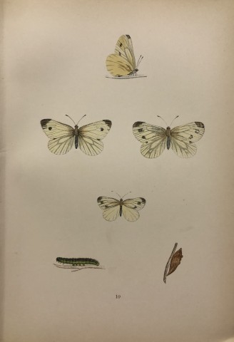 Rev FO Morris -Print of British Butterflies 1895