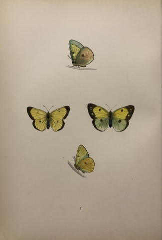 Rev FO Morris -Print of British Butterflies 1895