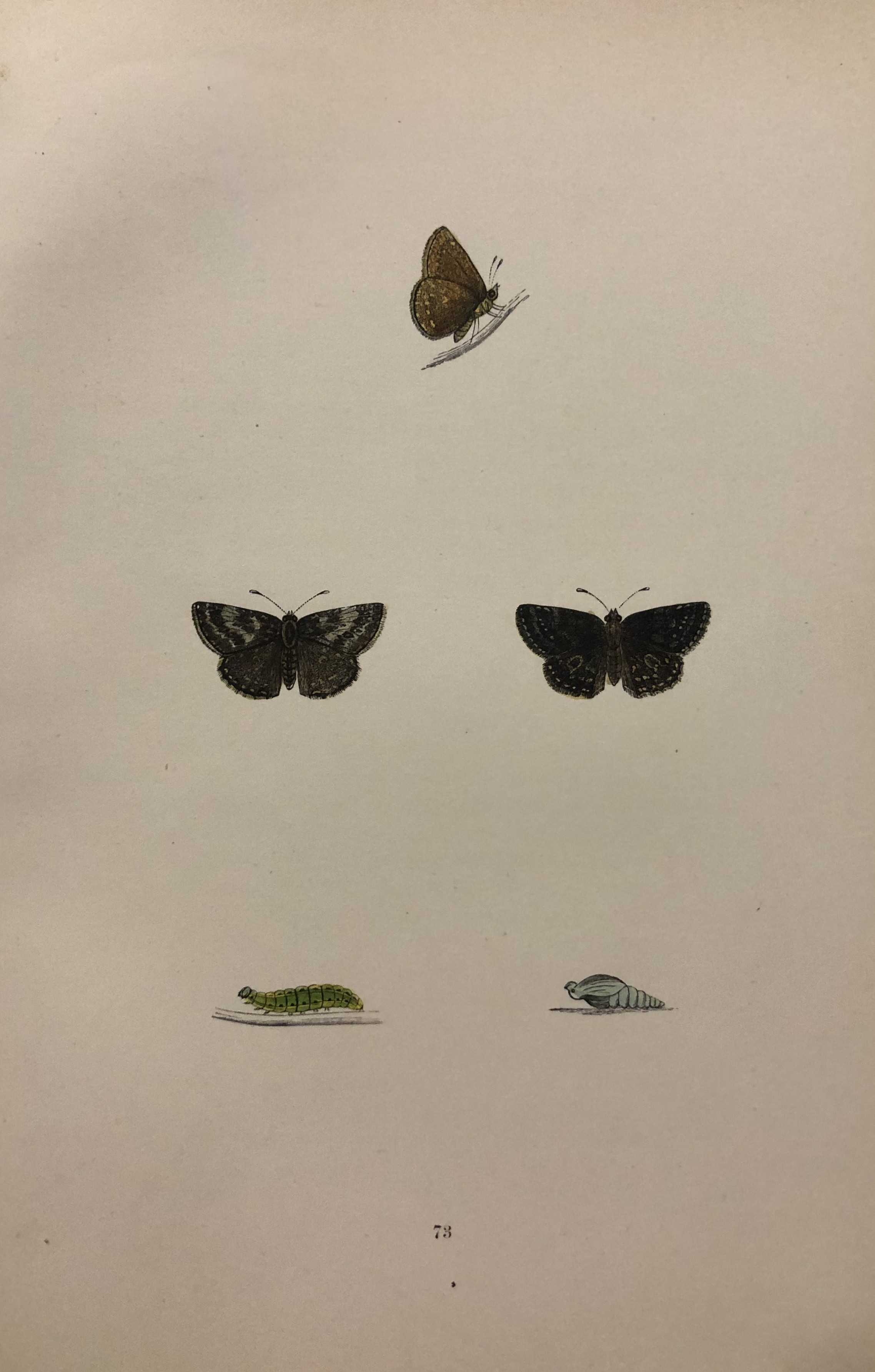Rev FO Morris -Print of British Butterflies 1895
